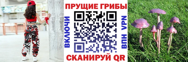 Псилоцибиновые грибы Psilocybine cubensis  Обнинск 